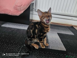 Bengal cats - Advert 5