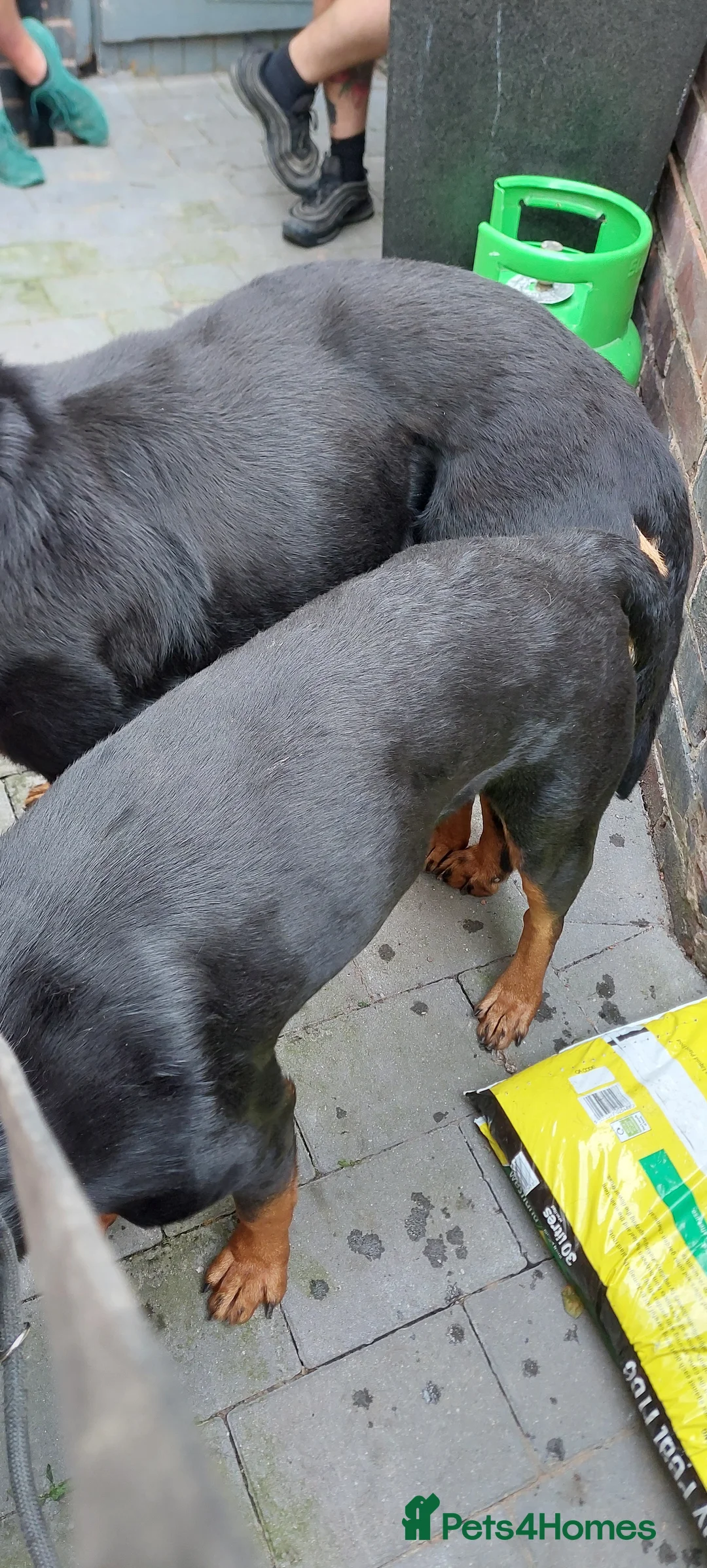 Rottweiler dogs for stud: The legendary KIMBO BOSS MAN. Serbian import KC! in Leicester - Advert 8