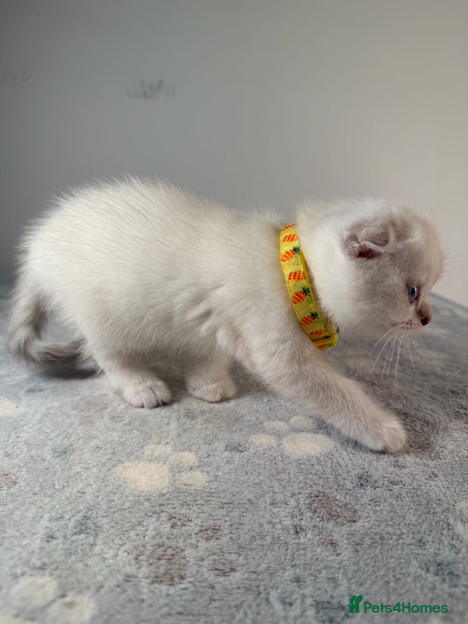 Scottish Fold cats ⭐️ Beautiful Scottish Folds 🐈 - Advert 2