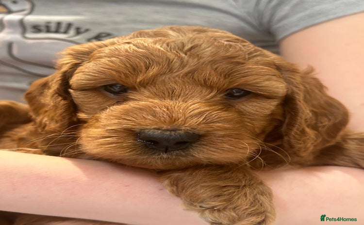 Irish Doodle dogs - Advert 4