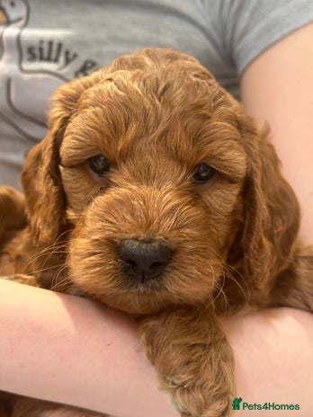 Irish Doodle dogs - Advert 1