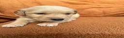 Golden Retriever dogs for sale: Kennel Club Registered Golden Retriever Puppies  - Advert 5