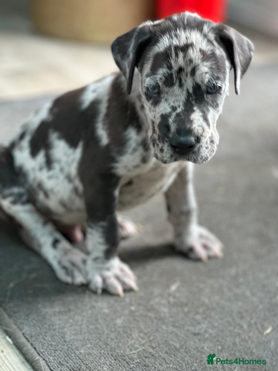 Great Dane dogs for sale: Beautiful Great Dane Puppy - ready now - Image 2