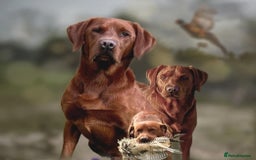 Labrador Retriever dogs for sale: Fox red pups by Mochuto Hot off the Press - Image 2