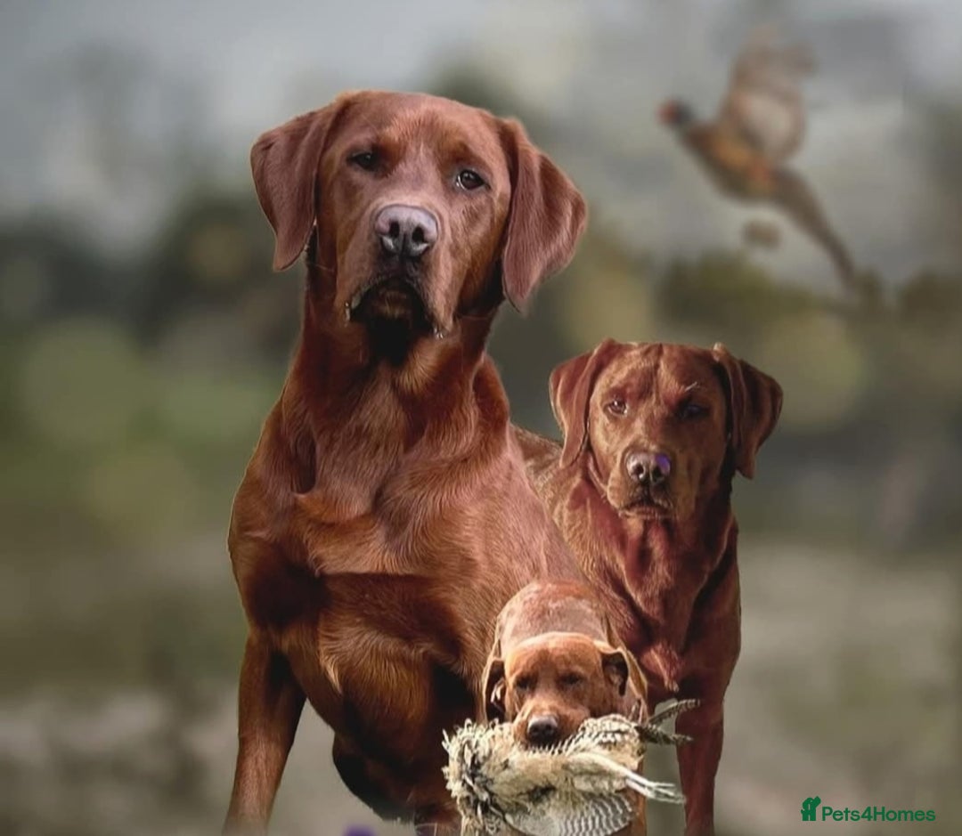 Labrador Retriever dogs for sale: Fox red pups by Mochuto Hot off the Press - Image 2