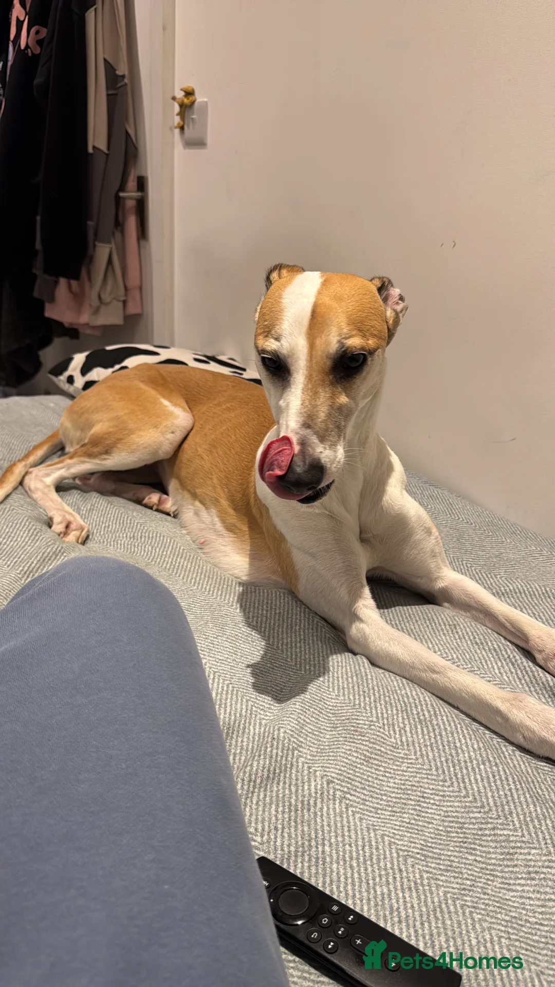 Greyhound dogs for sale: Greyhound - Advert 3