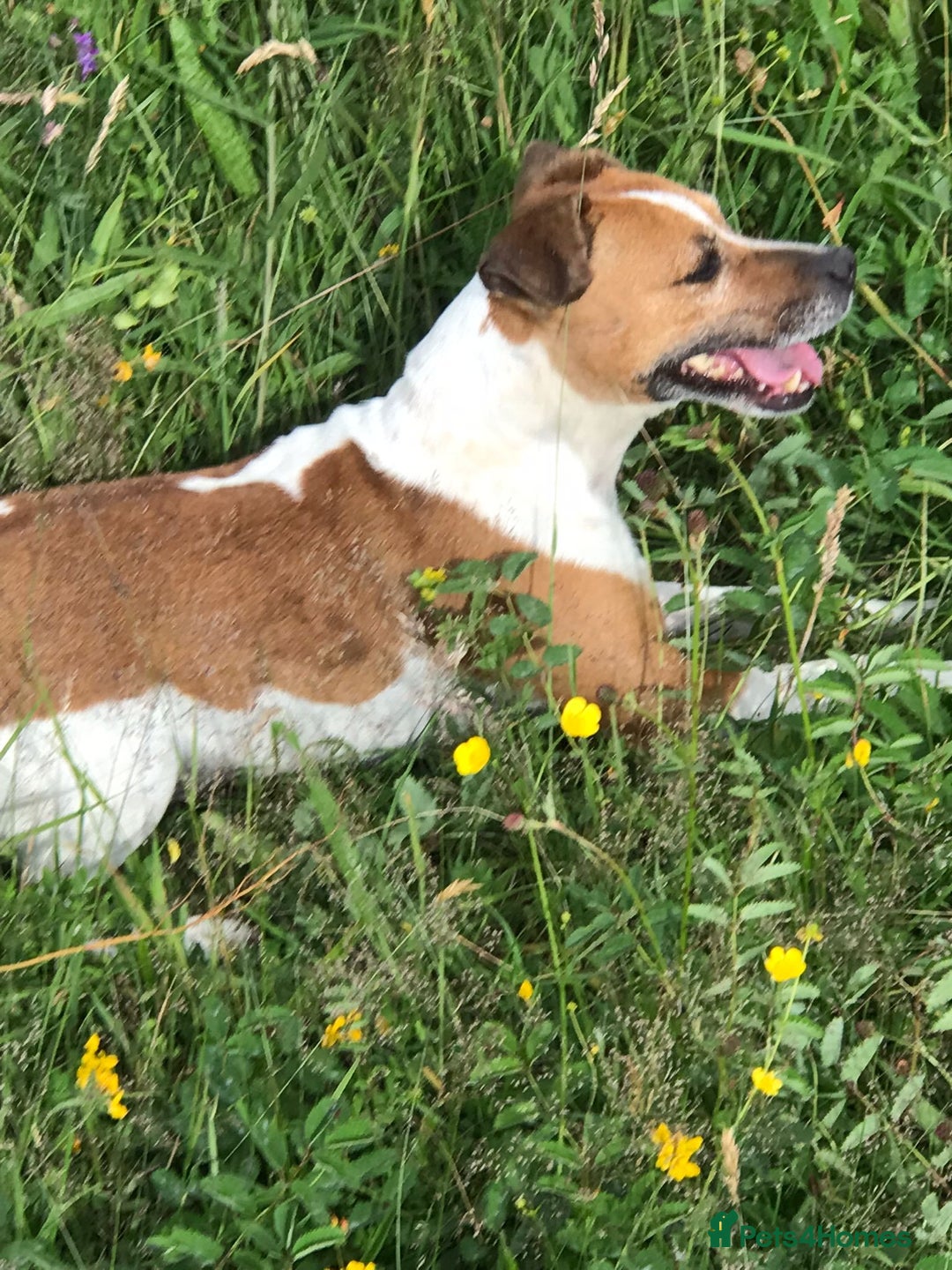 Plummer Terrier dogs for sale: Plummer terrier (bitch) - Image 1
