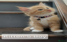 Maine Coon cats for sale: Beautiful Maine Coon x Ragdoll kittens  - Image 2