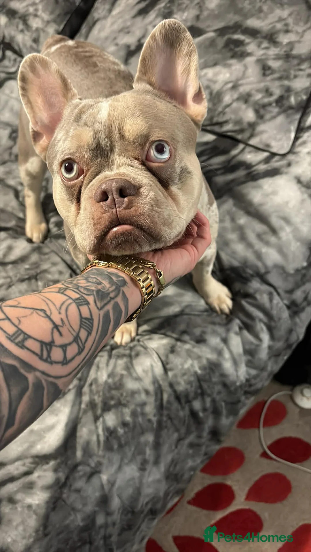 French Bulldog dogs for stud: Loki  - Advert 10