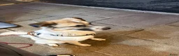 Mixed Breed dogs for sale: Anatolian shepherd cross in Ipswich - Advert 2