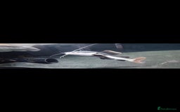 Other/Mixed Breed fish for sale: Albino arowana, redtail catfish, oscars, and more - Image 2