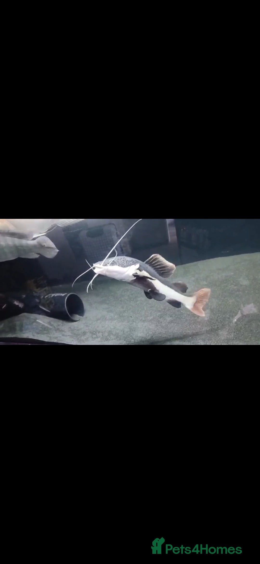 Other/Mixed Breed fish for sale: Albino arowana, redtail catfish, oscars, and more - Image 2