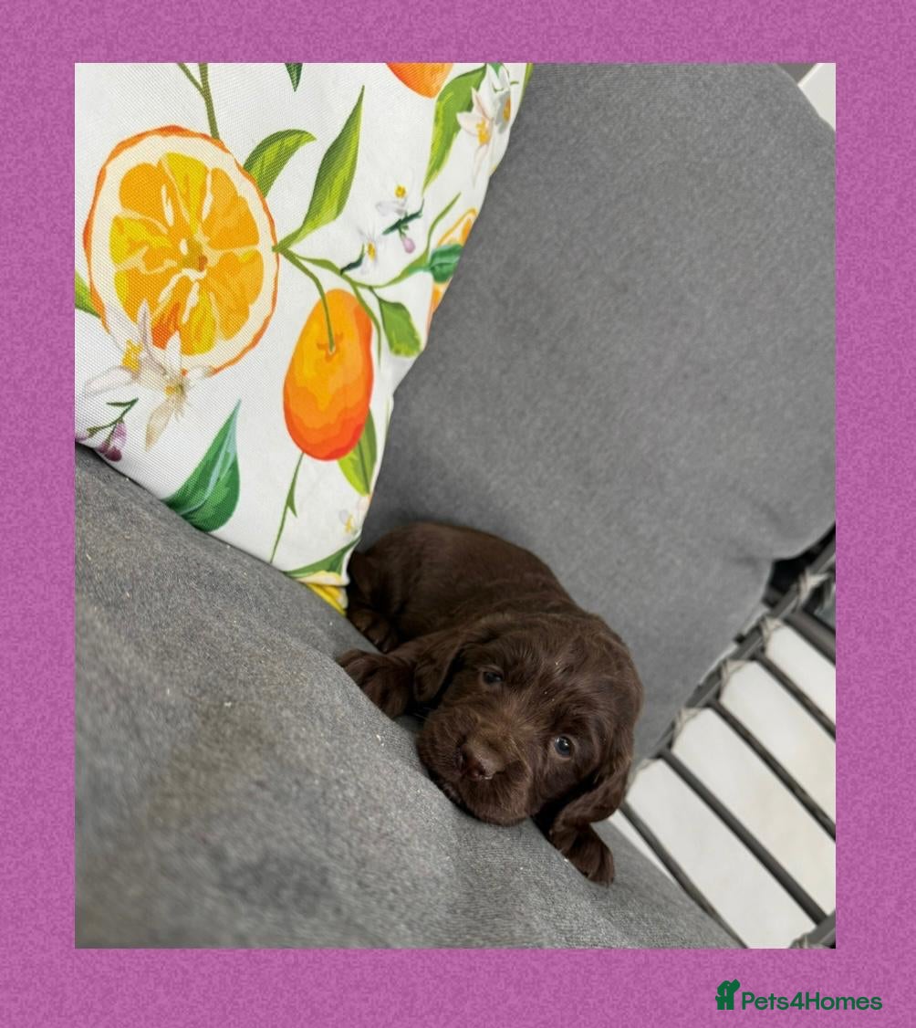 Cocker Spaniel dogs Working Cocker spaniel puppies  - Advert 2