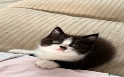 Persian cats for sale: Half Persian male  - Image 12