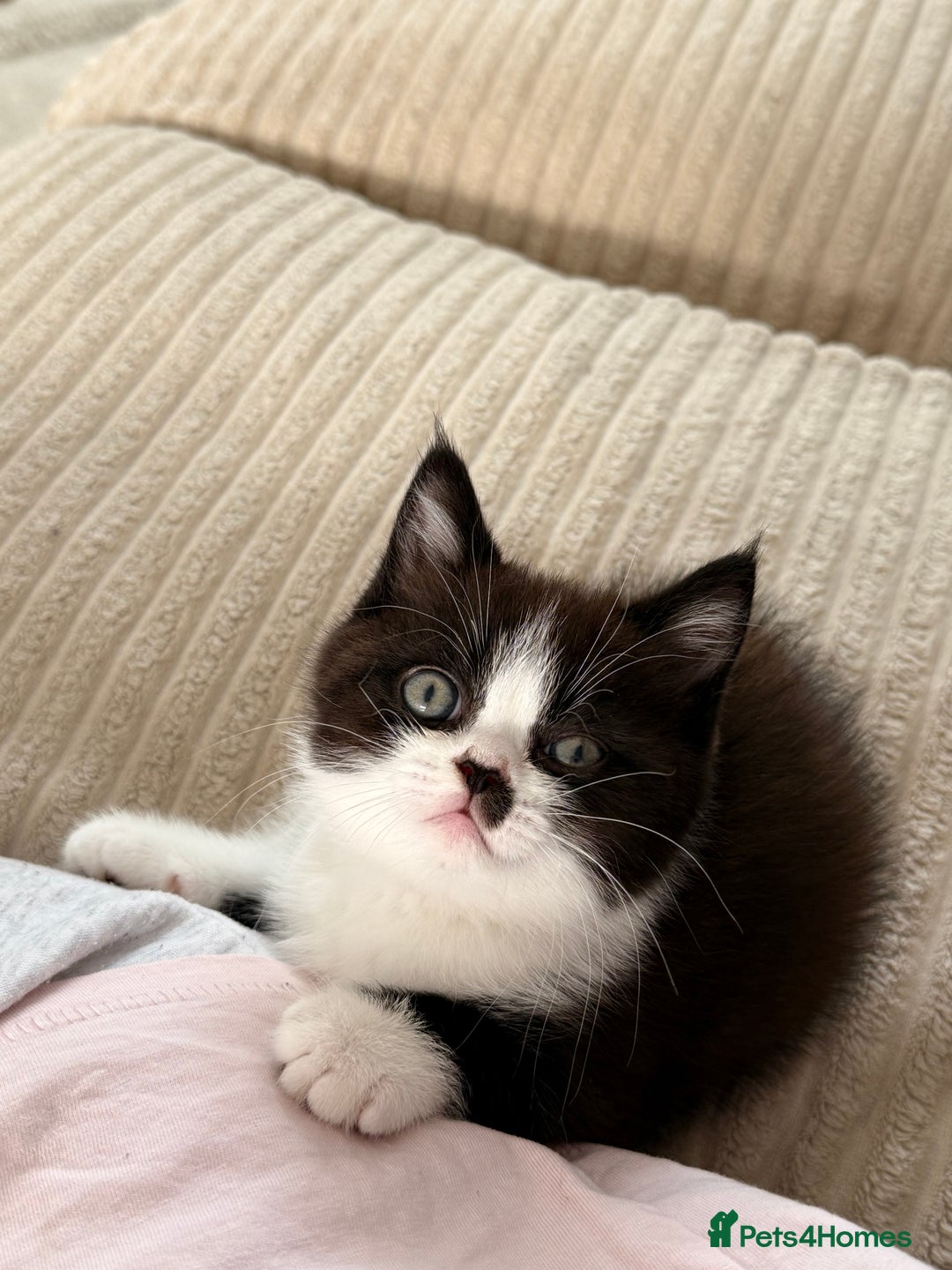 Persian cats for sale: Half Persian male  - Image 12
