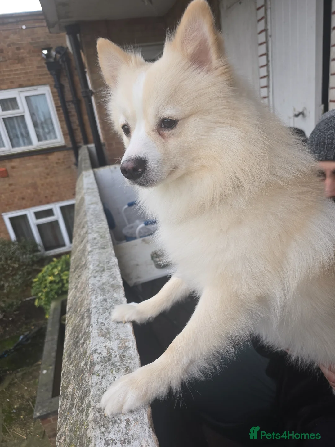 German Spitz dogs for stud: Looking for a stud for Polo he's 2 years old  in London - Advert 2