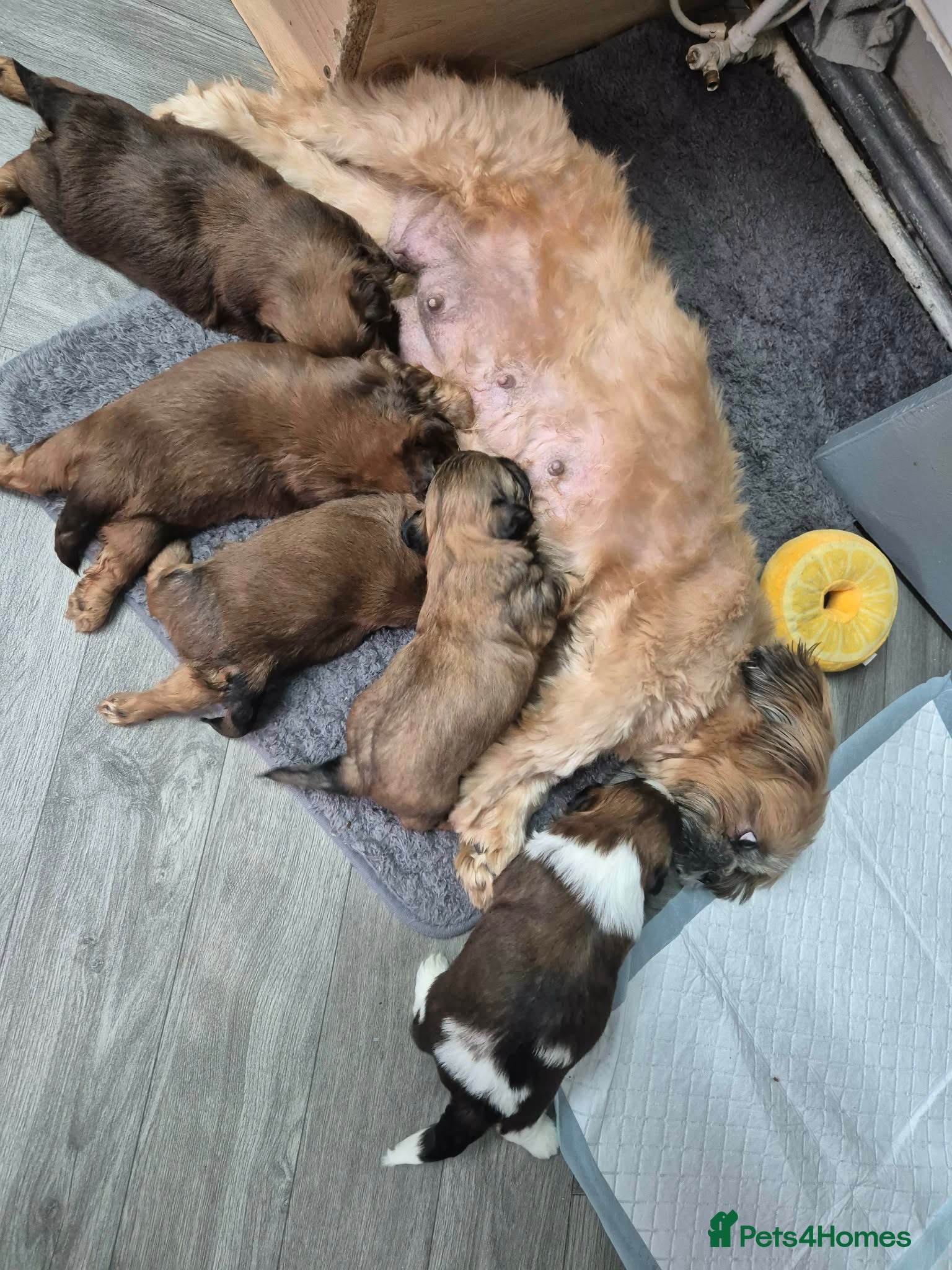 Shih Tzu dogs 5 ShihTzu Puppies for Sale - Advert 1