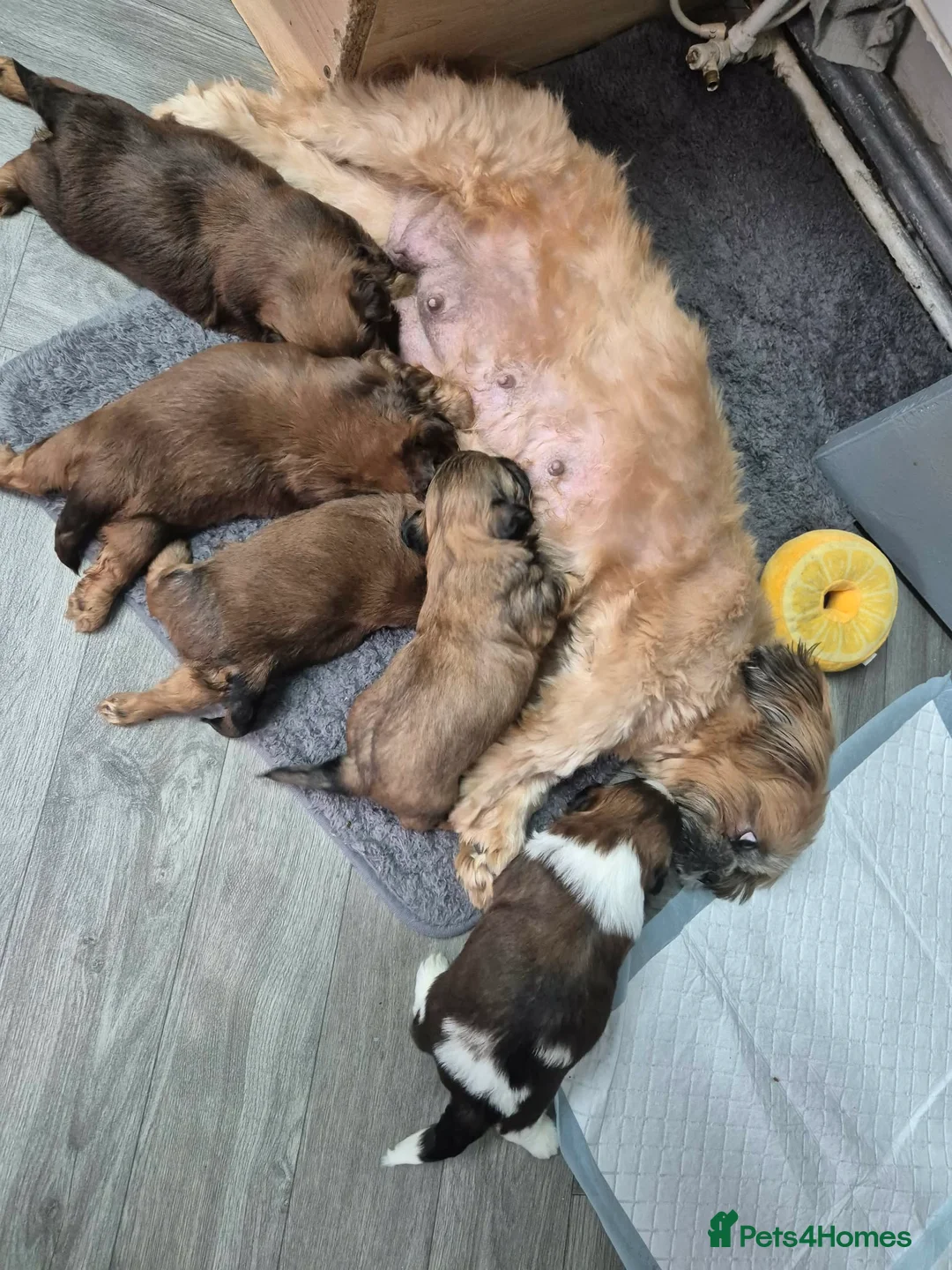 Shih Tzu dogs for sale: 5 ShihTzu Puppies for Sale in Manchester - Advert 2