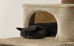 British Shorthair cats for sale: British short hair - Image 2