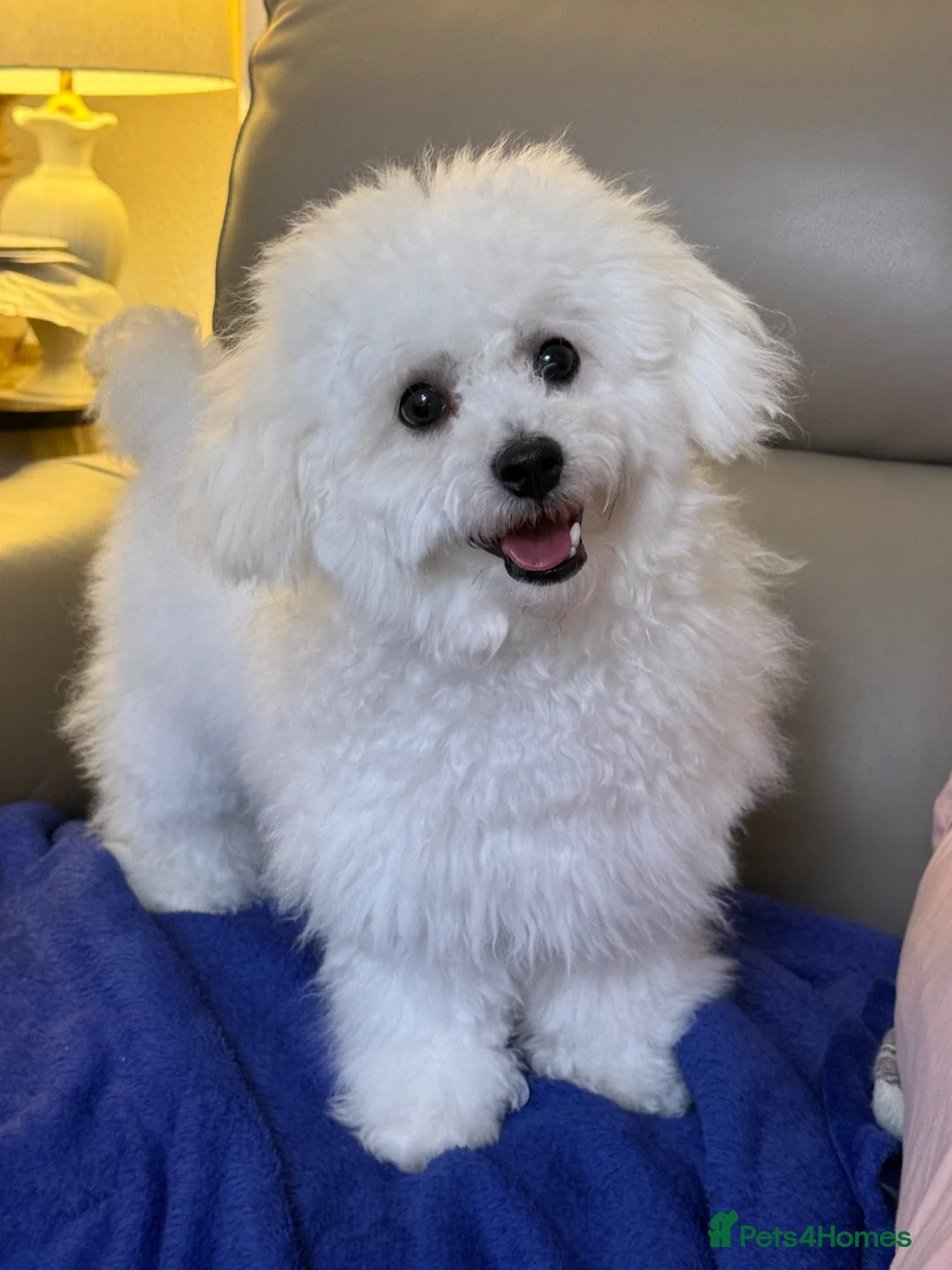 Bichon Frise dogs for sale:   Chico looking for a Loving Home - Advert 2