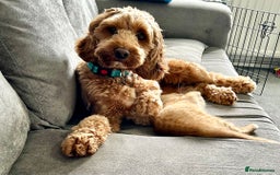 Cockapoo dogs for sale: 2 year old F1 Cockapoo - Image 2