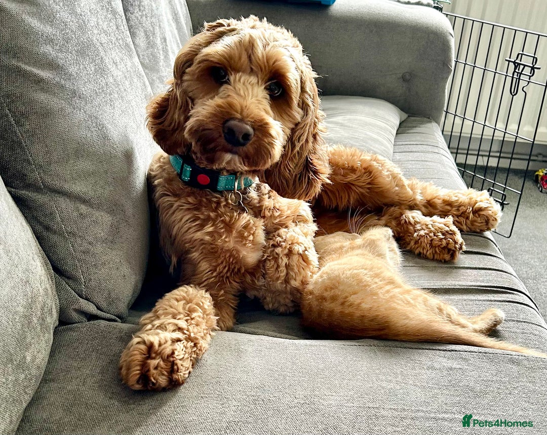 Cockapoo dogs for sale: 2 year old F1 Cockapoo - Image 2
