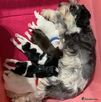 Miniature Schnauzer dogs 5* LICENSED KC MINI (TOY) SCHNAUZER LITTER - Advert 1