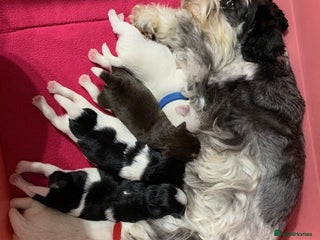 Miniature Schnauzer dogs 5* LICENSED KC MINI (TOY) SCHNAUZER LITTER - Advert 13