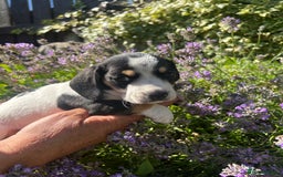 Miniature Dachshund dogs for sale: Miniature Dachshund Puppies  - Image 4