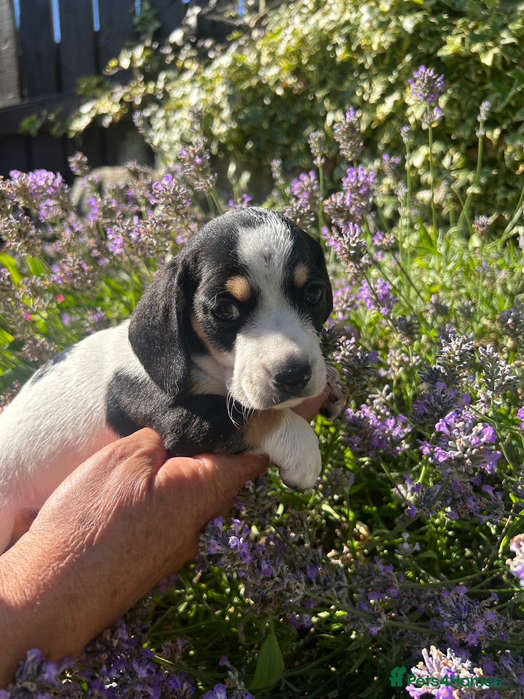 Miniature Dachshund dogs for sale: Miniature Dachshund Puppies  - Image 4