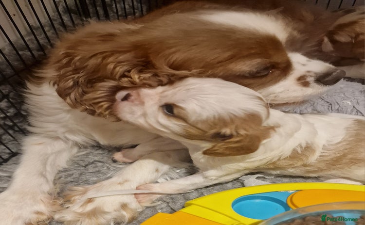 Cavalier King Charles Spaniel dogs - Advert 13