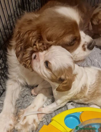 Cavalier King Charles Spaniel dogs - Advert 1