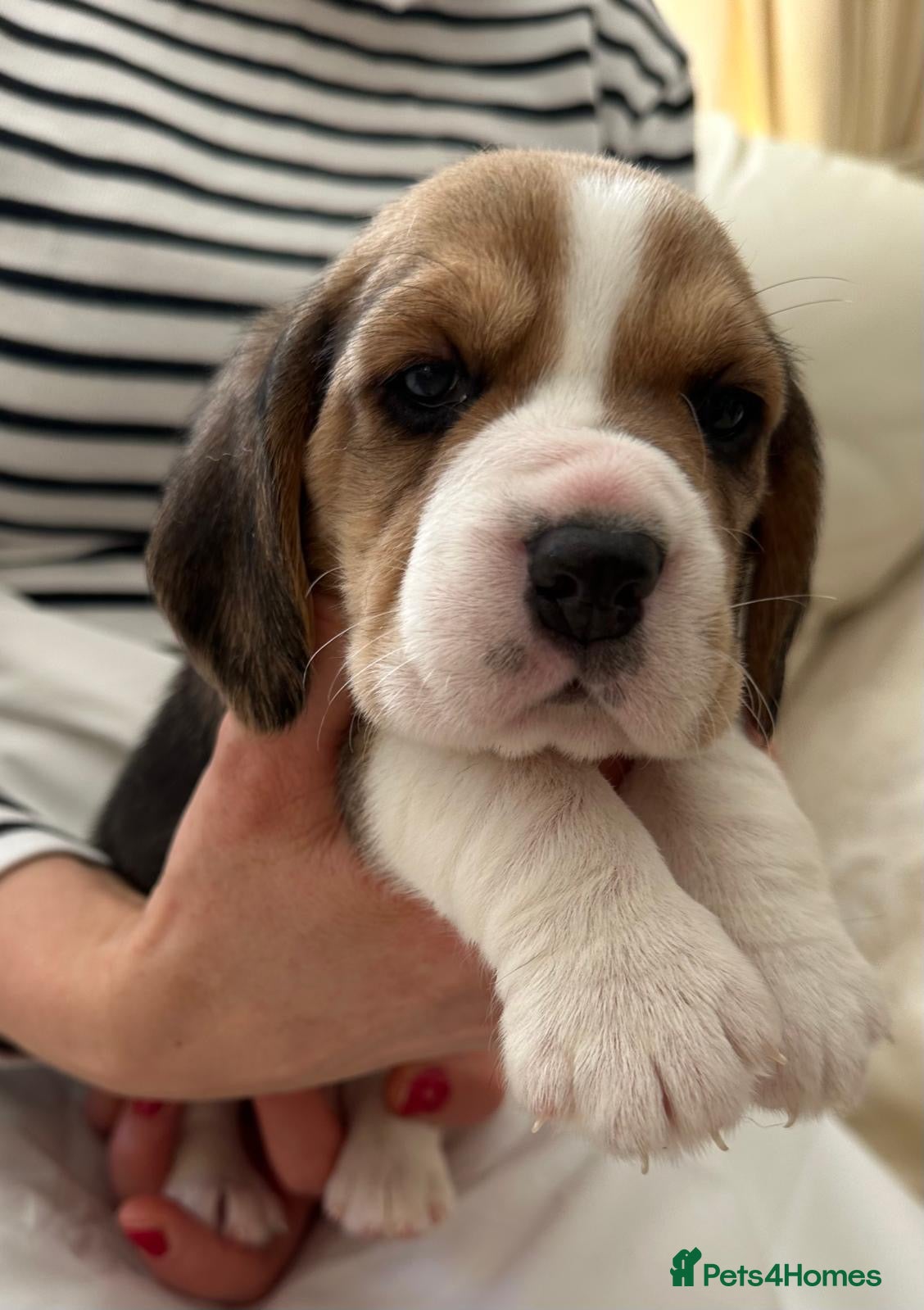 Beagle dogs Charterwood/Duffose Show win Kc registered, ,,   - Advert 1