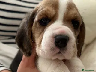 Beagle dogs Charterwood/Duffose Show win Kc registered, ,, - Advert 2