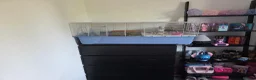 Hamster rodents for sale: Young Syrian hamster for sale - Advert 7