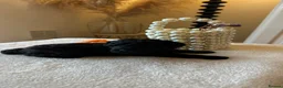 Toy Poodle dogs for sale: 2 Tiny toy poodles in Bristol - Advert 14