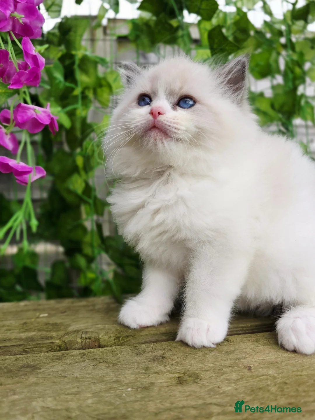 Ragdoll cats for sale: 5 amazing European babies.  Tica registered  - Advert 21