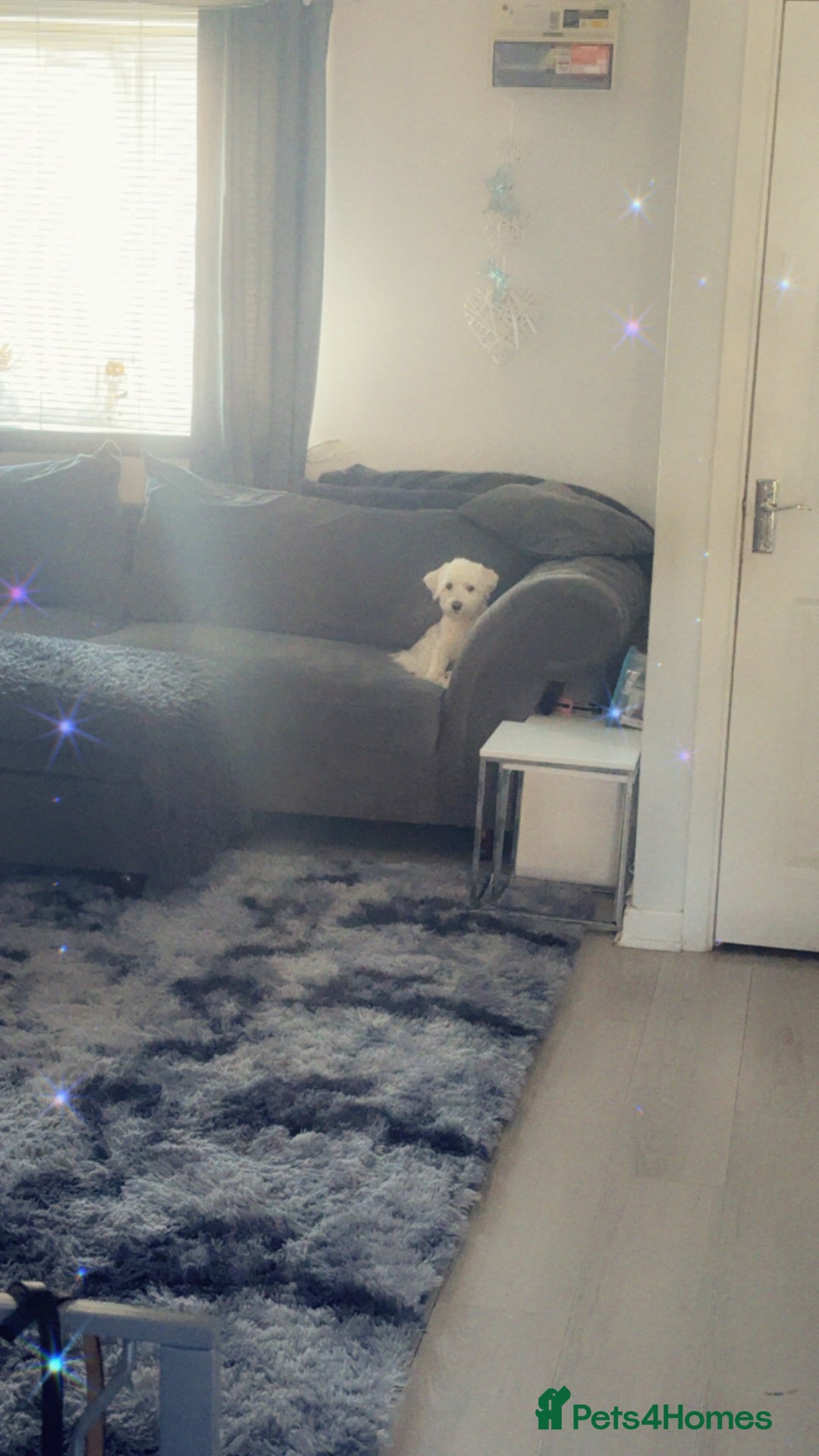 Bichon Frise dogs for sale: Bichon friese - Image 3
