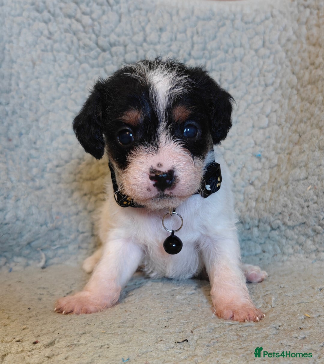 Mixed Breed dogs for sale: Cuteness overload cavapoolake puppies  - Advert 3