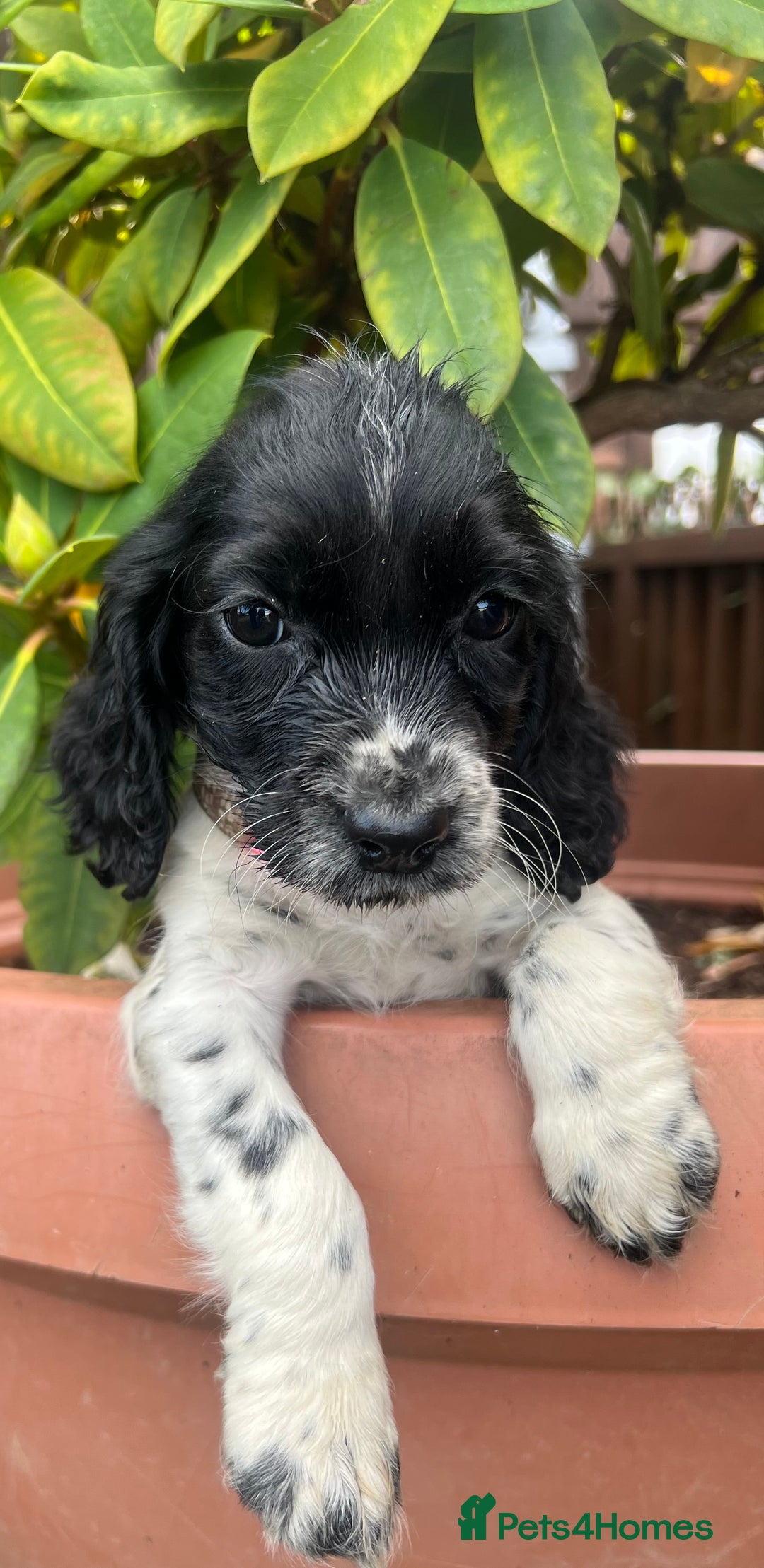 Cocker Spaniel dogs for sale: Working cocker spaniels  - Image 16