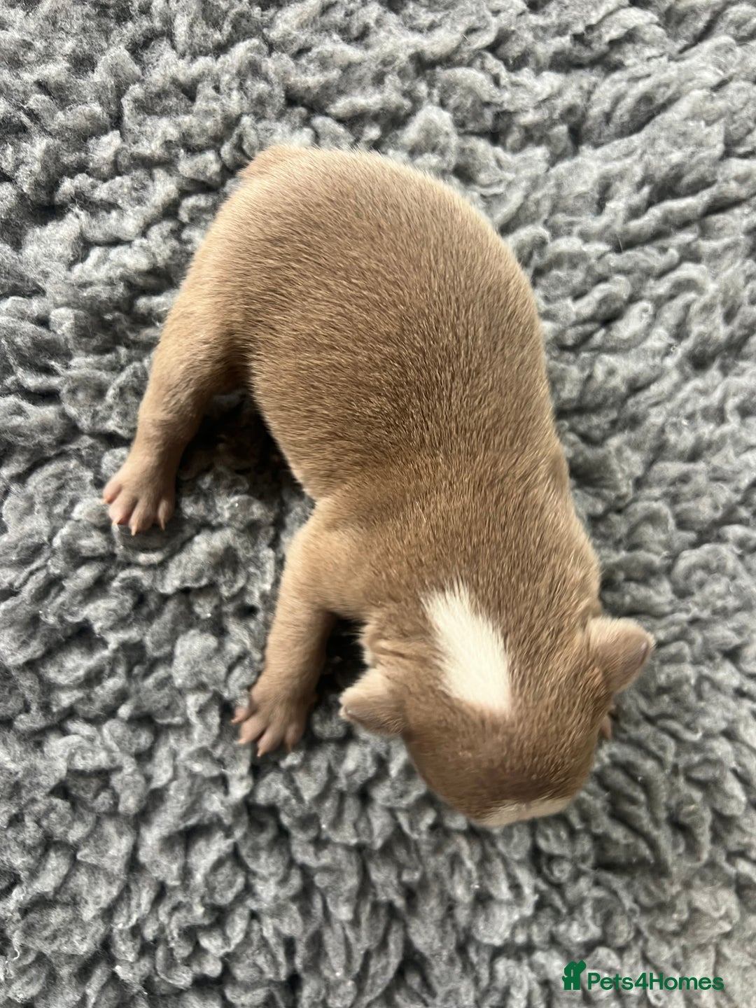 Boston Terrier dogs for sale: Boston terrier puppies - Image 17