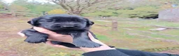 Flat coated Retriever dogs for sale: Flat coated X golden retrievers - Advert 2