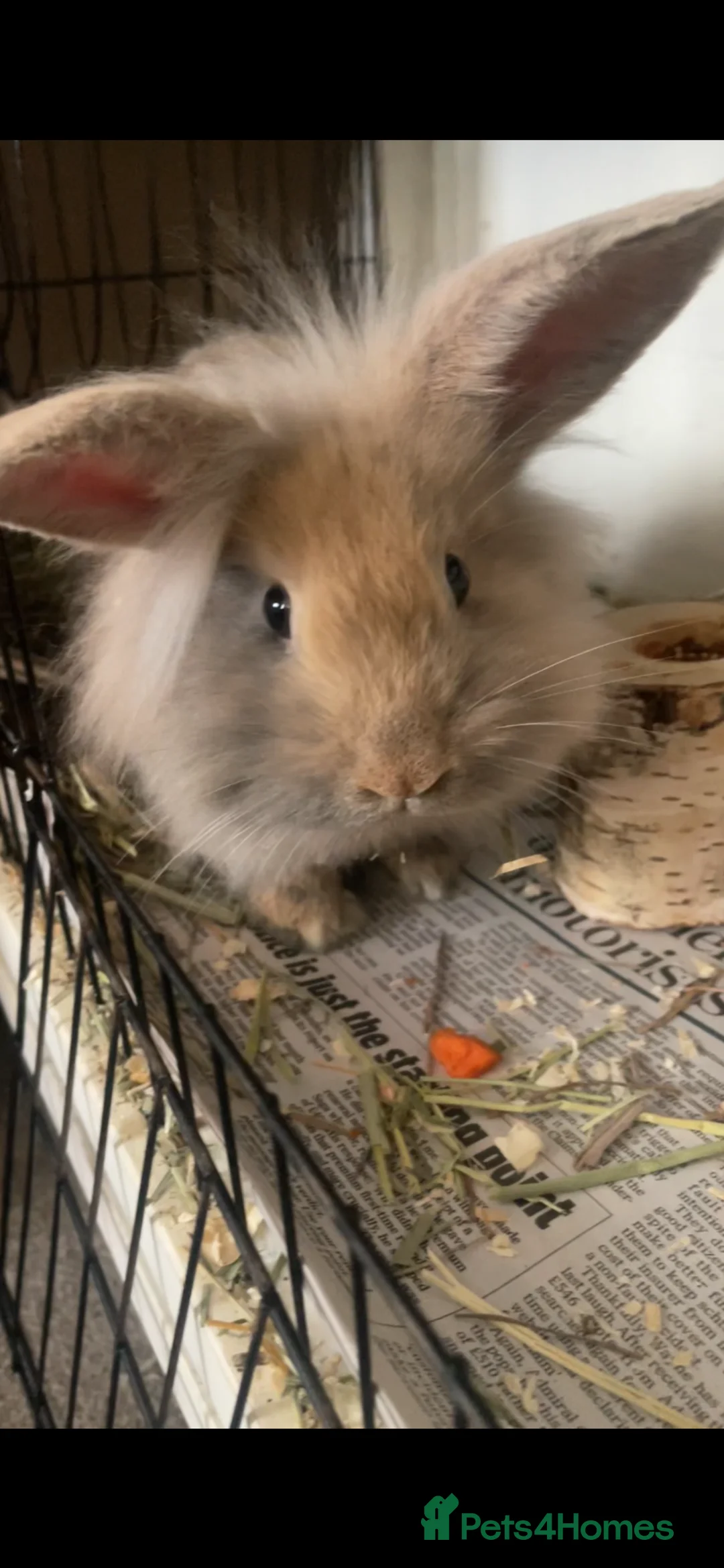 Mini Lion Lop rabbits for sale: Mini lion lop looking for new loving home. 🐰  in Slough - Advert 1