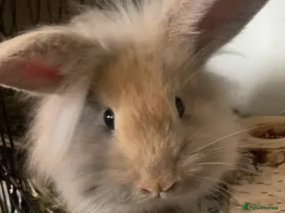 Mini Lion Lop rabbits Mini lion lop looking for new loving home. 🐰 - Advert 18