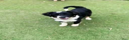 Mixed Breed dogs for adoption: Corbett in Ormskirk - Advert 3