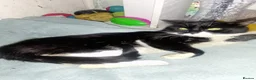 Turkish Van cats for sale: Turkis van  in Rochester - Advert 7