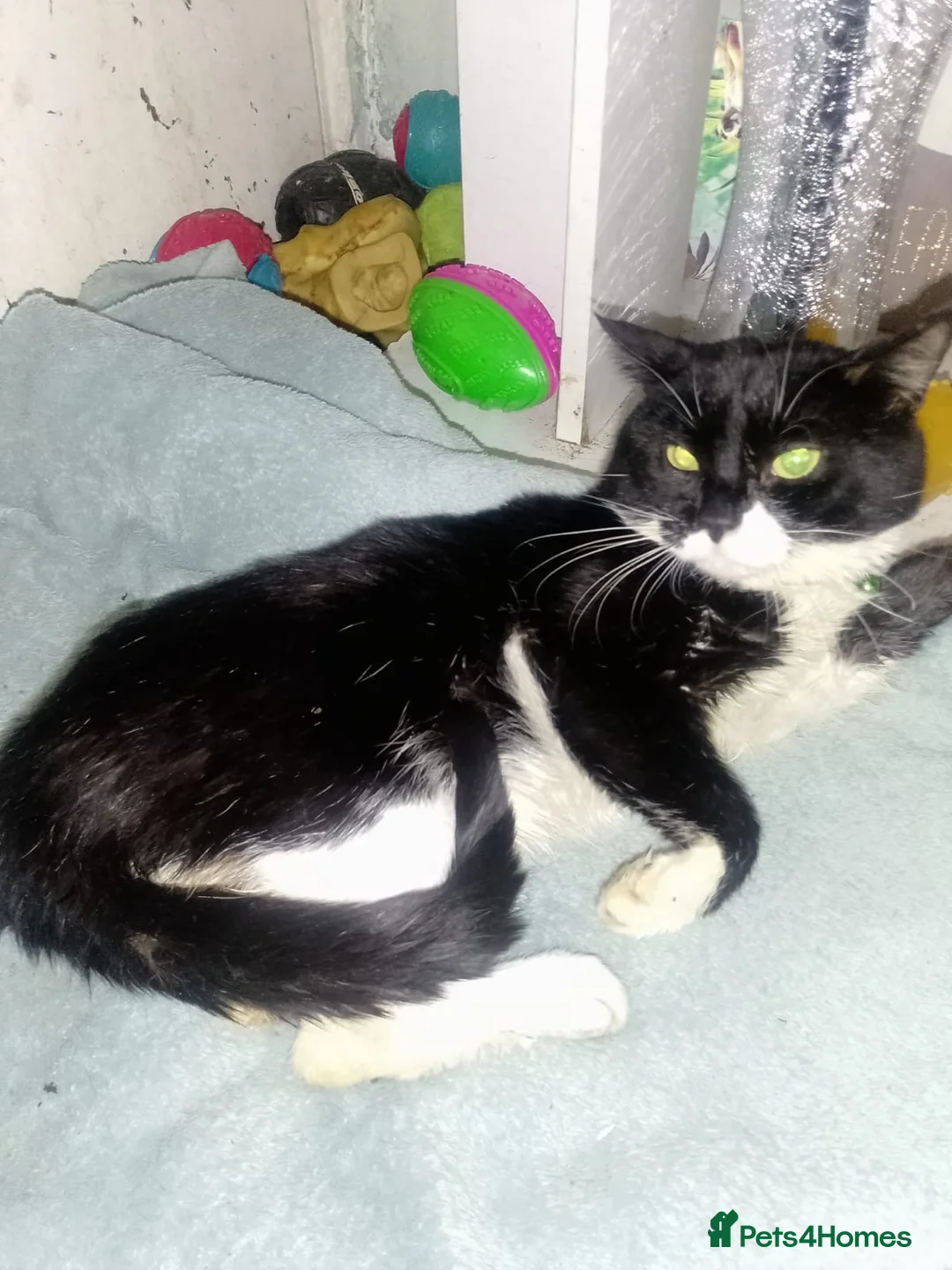 Turkish Van cats for sale: Turkis van  in Rochester - Advert 7