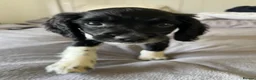 English Springer Spaniel dogs for sale: 10 week old Springer Spaniel Male in Nottingham - Advert 2