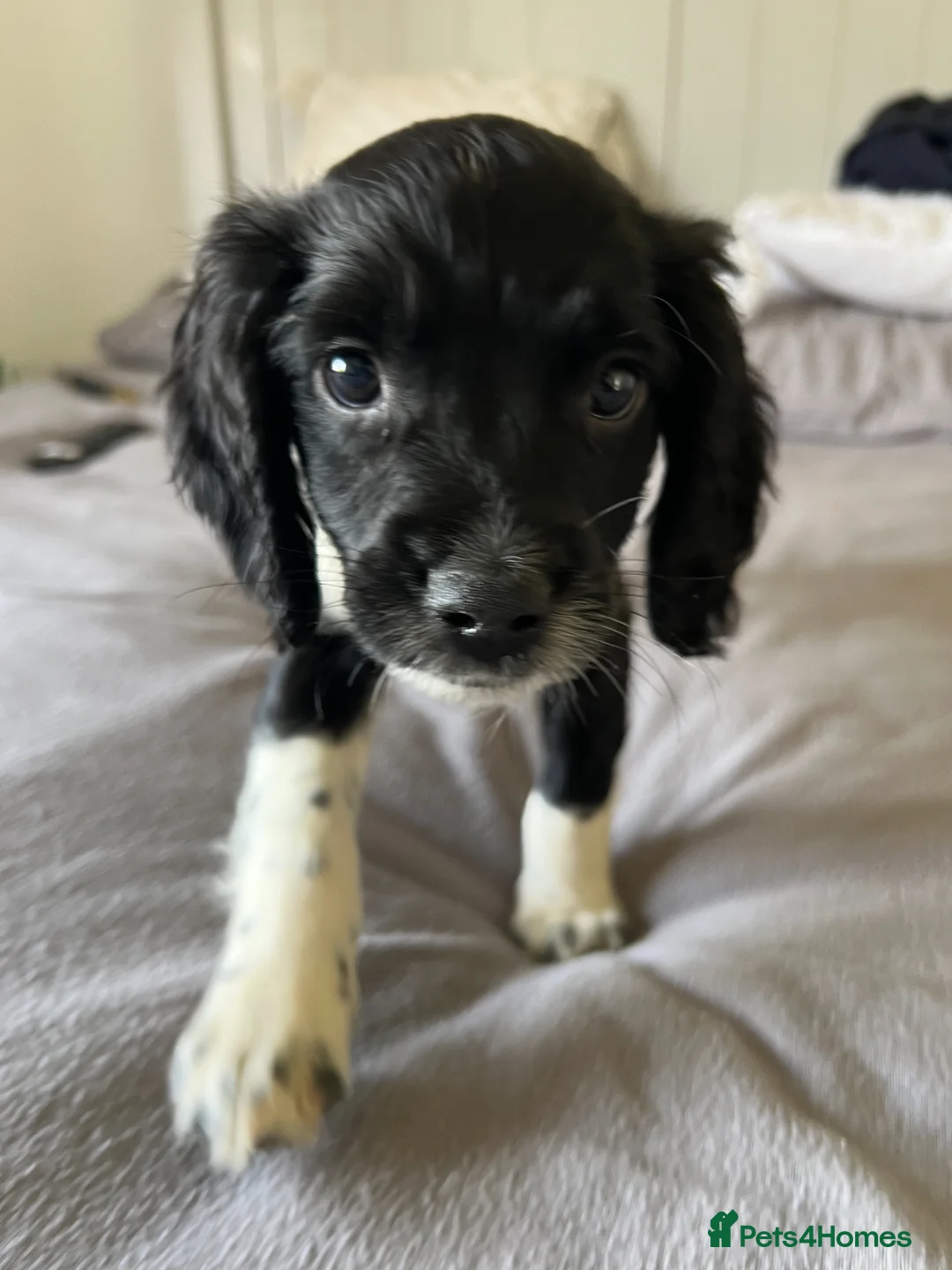 English Springer Spaniel dogs for sale: 10 week old Springer Spaniel Male in Nottingham - Advert 2