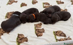 Labrador Retriever dogs for sale: Chunky chocolate labradors  - Image 16